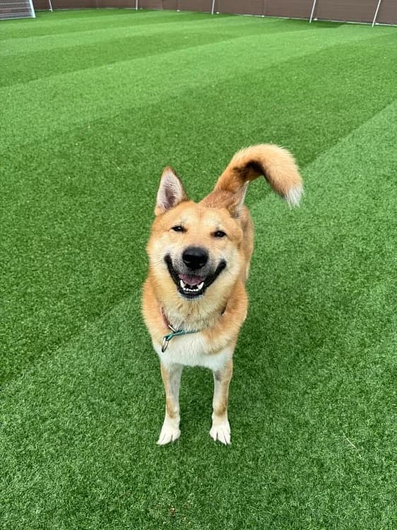 Taepyong, male 3yo Mixed Breed for adoption at German Hands meet Korean Paws e.V., Ebstorf