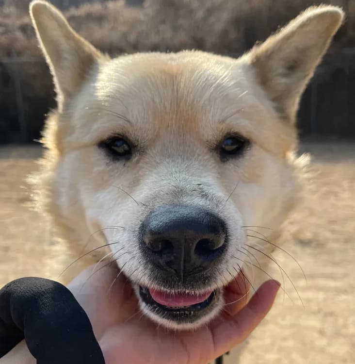 Sehun, male 5yo Mixed Breed for adoption at German Hands meet Korean Paws e.V., Ebstorf