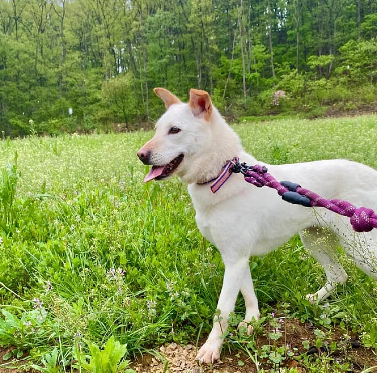 Eos, female 4yo Mixed Breed for adoption at German Hands meet Korean Paws e.V., Ebstorf