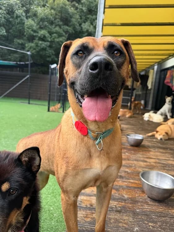 Laurent, female 3yo Mixed Breed for adoption at German Hands meet Korean Paws e.V., Ebstorf