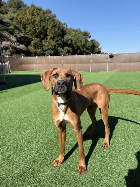 Mica, male young Mixed Breed for adoption at German Hands meet Korean Paws e.V., Ebstorf