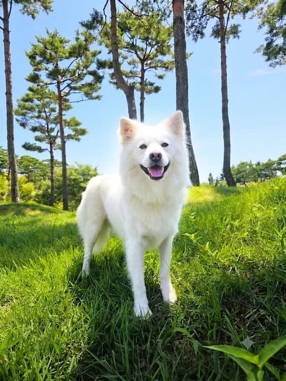Bitna, male young Mixed Breed for adoption at German Hands meet Korean Paws e.V., Ebstorf