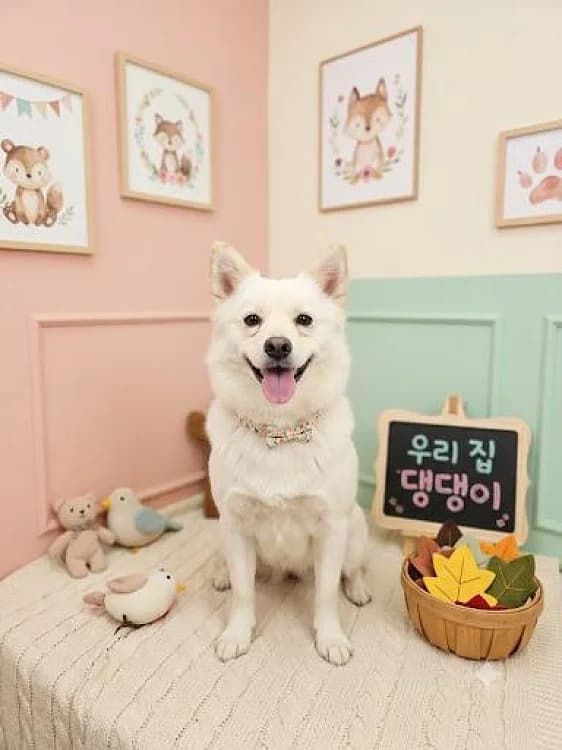 Dodo, female 5yo Mixed Breed for adoption at German Hands meet Korean Paws e.V., Ebstorf