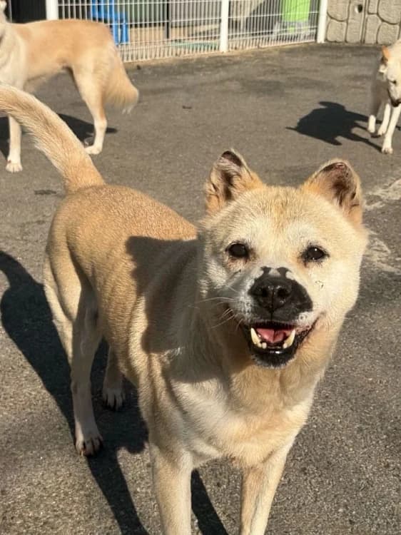 Tilly, female 7yo Mixed Breed for adoption at German Hands meet Korean Paws e.V., Ebstorf