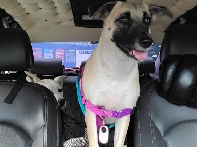 Woody, female 3yo Mixed Breed for adoption at German Hands meet Korean Paws e.V., Ebstorf