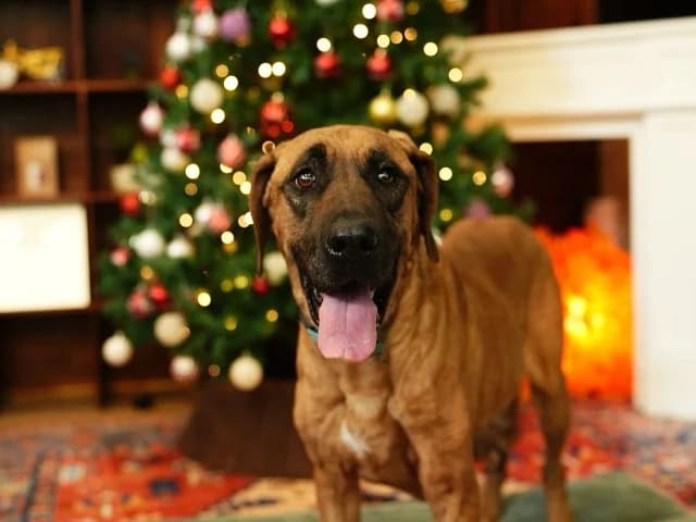 Eleni, female 5yo Mixed Breed for adoption at German Hands meet Korean Paws e.V., Ebstorf