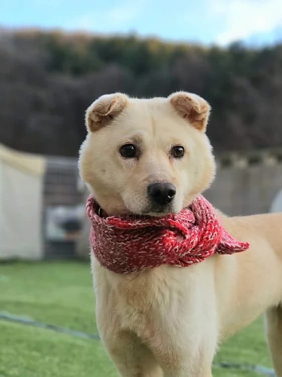 Siro, female 6yo mixed breed for adoption at German Hands meet Korean Paws e.V., Ebstorf
