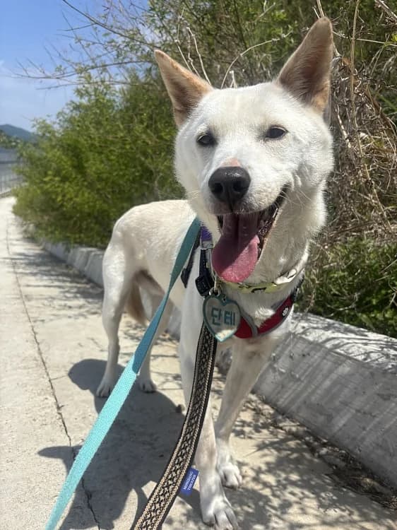 Dante, male 6yo Mixed Breed for adoption at German Hands meet Korean Paws e.V., Ebstorf