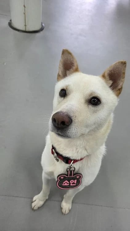 Soyeon, female puppy Mixed Breed for adoption at German Hands meet Korean Paws e.V., Ebstorf