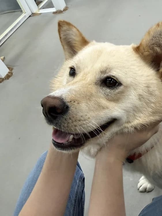 Suan, male young Mixed Breed for adoption at German Hands meet Korean Paws e.V., Ebstorf