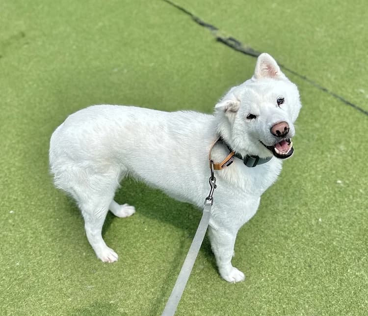 Ato, male 4yo Mixed Breed for adoption at German Hands meet Korean Paws e.V., Ebstorf