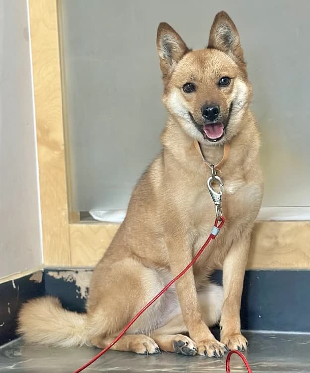 Benny, female 4yo Mixed Breed for adoption at German Hands meet Korean Paws e.V., Ebstorf