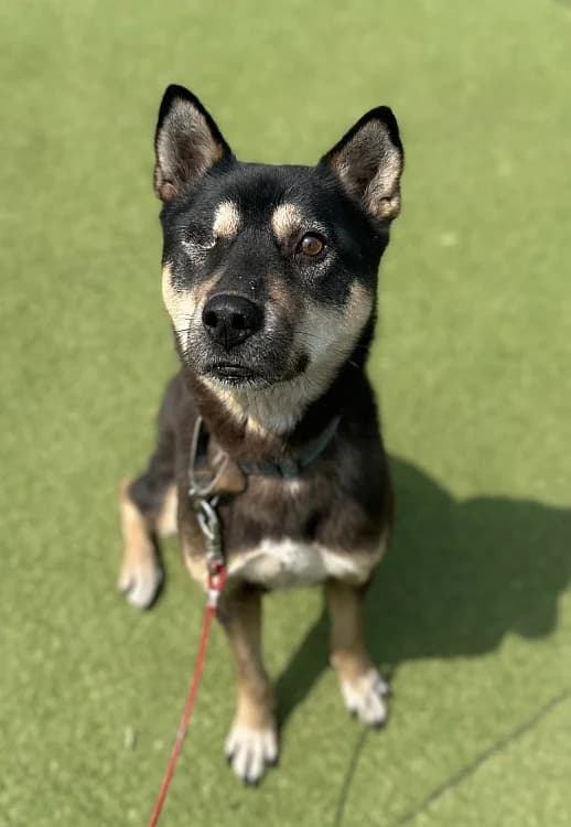 Jeki, male 4yo Mixed Breed for adoption at German Hands meet Korean Paws e.V., Ebstorf