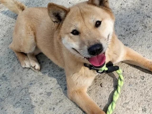 Flo, female 6yo Mixed Breed for adoption at German Hands meet Korean Paws e.V., Ebstorf