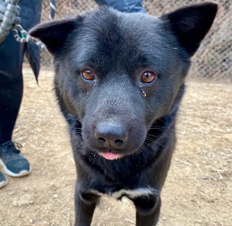 Bambi, weiß male 7yo Mixed Breed for adoption at German Hands meet Korean Paws e.V., Ebstorf