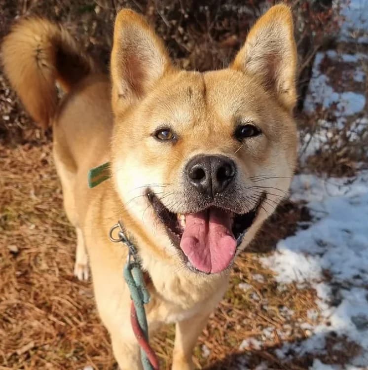 Jensik, male 7yo Mixed Breed for adoption at German Hands meet Korean Paws e.V., Ebstorf