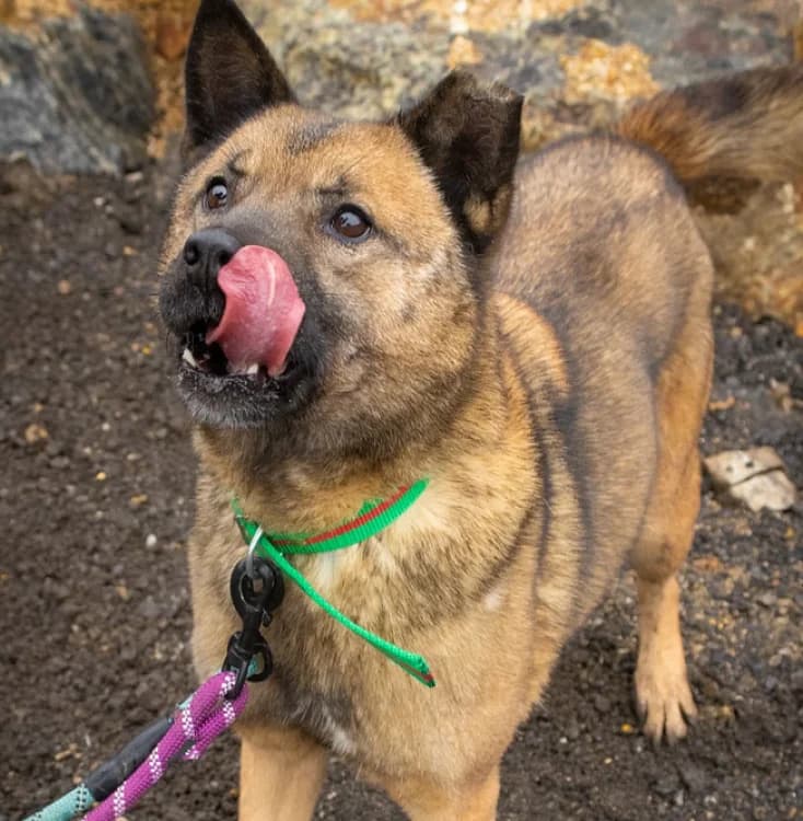 Aki, male senior German Shepherd for adoption at German Hands meet Korean Paws e.V., Ebstorf