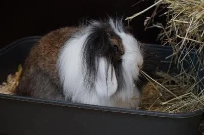 Poly, female mixed breed for adoption at Kreistierheim Böblingen