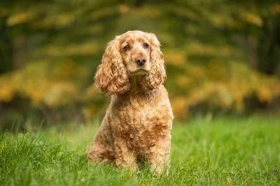 Jonny, male senior Cocker Spaniel for adoption at Kreistierheim Böblingen