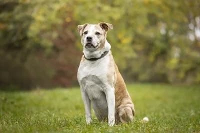 Rugby - reserviert, male Mixed Breed for adoption at Kreistierheim Böblingen