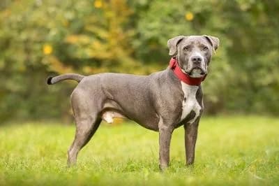 Lupo, male American Staffordshire Terrier for adoption at Kreistierheim Böblingen