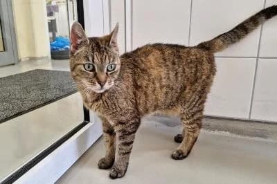 Nebula, female senior European Shorthair for adoption at Kreistierheim Böblingen