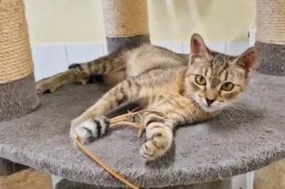 Jelena, female young European Shorthair for adoption at Kreistierheim Böblingen