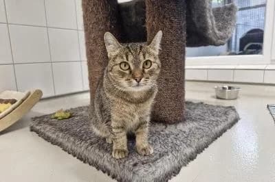 Jelena, female young European Shorthair for adoption at Kreistierheim Böblingen