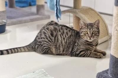 Quito - reserviert, male puppy European Shorthair for adoption at Kreistierheim Böblingen