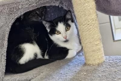 Barcelona - reserviert, male puppy European Shorthair for adoption at Kreistierheim Böblingen