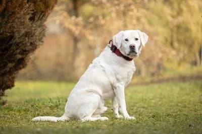 Ouzo, male senior Labrador Retriever for adoption at Kreistierheim Böblingen