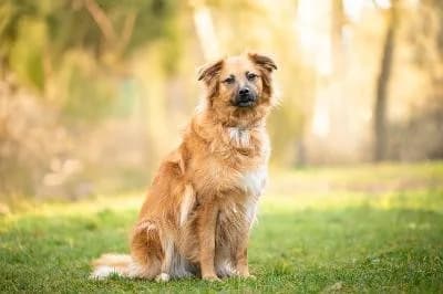 Yuna, female 5yo Mixed Breed for adoption at Kreistierheim Böblingen