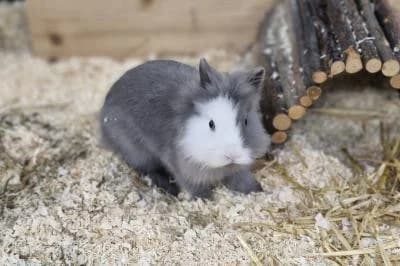 Xena, female mixed breed for adoption at Kreistierheim Böblingen