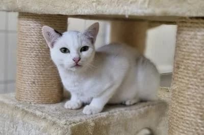 Mikado, male puppy European Shorthair for adoption at Kreistierheim Böblingen