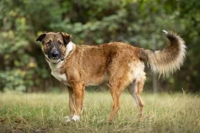 Howie - Anfragenstopp, male young Mixed Breed for adoption at Kreistierheim Böblingen