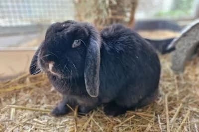 Nancy, female mixed breed for adoption at Kreistierheim Böblingen