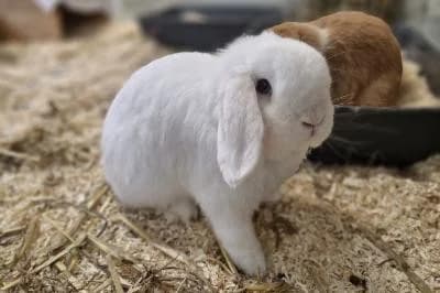 Sergi, male mixed breed for adoption at Kreistierheim Böblingen