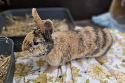 Geza - reserviert, female mixed breed for adoption at Kreistierheim Böblingen