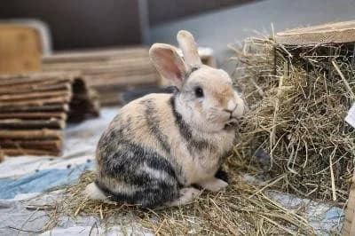 Gordon - reserviert, male mixed breed for adoption at Kreistierheim Böblingen