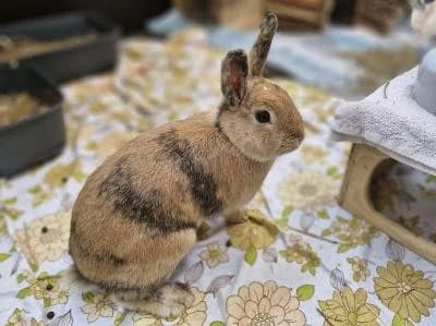 Gerti, female mixed breed for adoption at Kreistierheim Böblingen