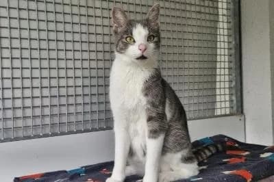 Peru, male young European Shorthair for adoption at Kreistierheim Böblingen