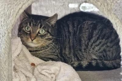 Germany, male young European Shorthair for adoption at Kreistierheim Böblingen