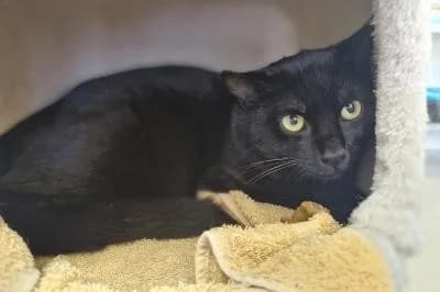 Sydney, male young European Shorthair for adoption at Kreistierheim Böblingen