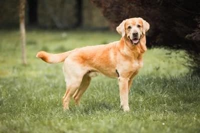 Timba - Anfragenstopp, male 5yo Labrador Retriever for adoption at Kreistierheim Böblingen