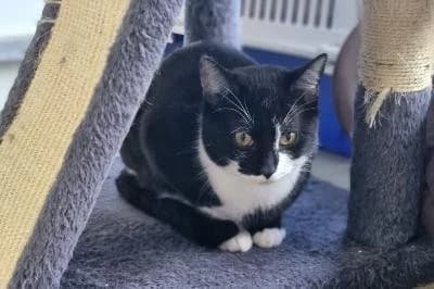 Luke, male young European Shorthair for adoption at Kreistierheim Böblingen