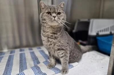 Garo, male young British Shorthair for adoption at Kreistierheim Böblingen