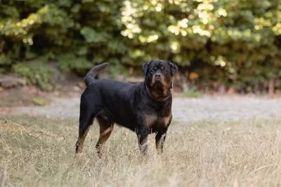Jaro, male 5yo Rottweiler for adoption at Kreistierheim Böblingen