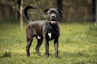 Bambam, male 6yo Rottweiler for adoption at Kreistierheim Böblingen