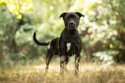 Bambam, male 6yo Rottweiler for adoption at Kreistierheim Böblingen