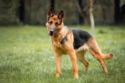 Maila - Anfragenstopp, female 5yo German Shepherd for adoption at Kreistierheim Böblingen